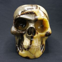 Crâne en Septaria [CS2]
