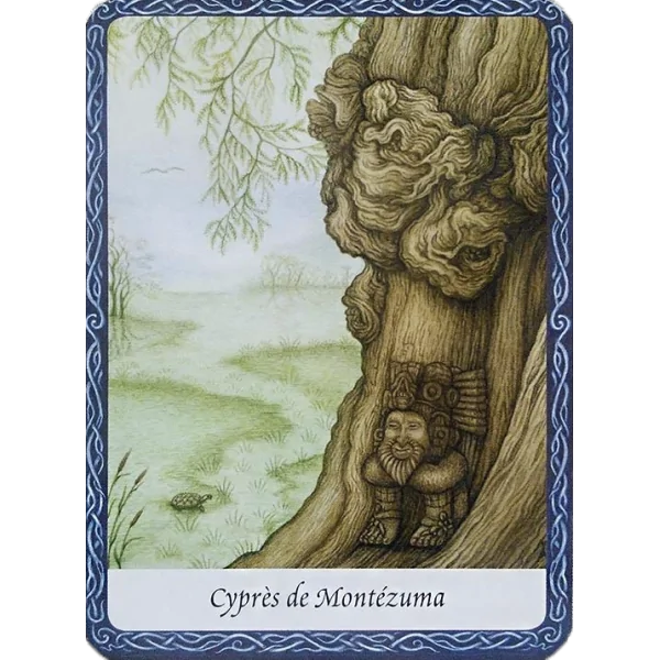 L'Oracle de la sagesse des arbres - Carte Cyprès de Montézuma | Dans les Yeux de Gaïa