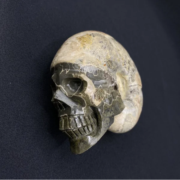 Crâne en Ammonite -3| Crânes de Cristal | Dans les yeux de Gaïa