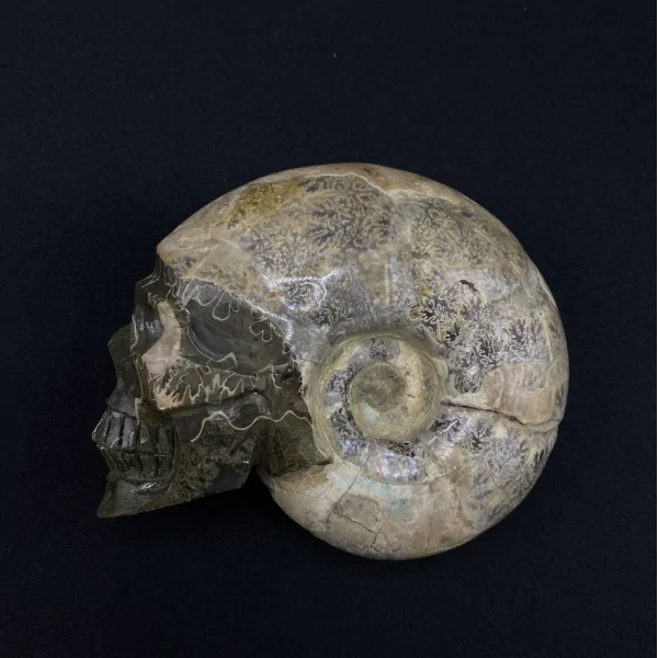 Crâne en Ammonite -3| Crânes de Cristal | Dans les yeux de Gaïa