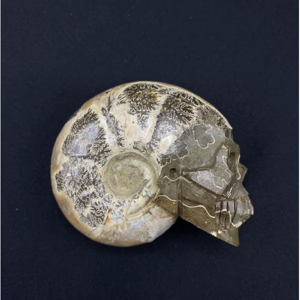 Crâne en Ammonite -1| Crânes de Cristal | Dans les yeux de Gaïa