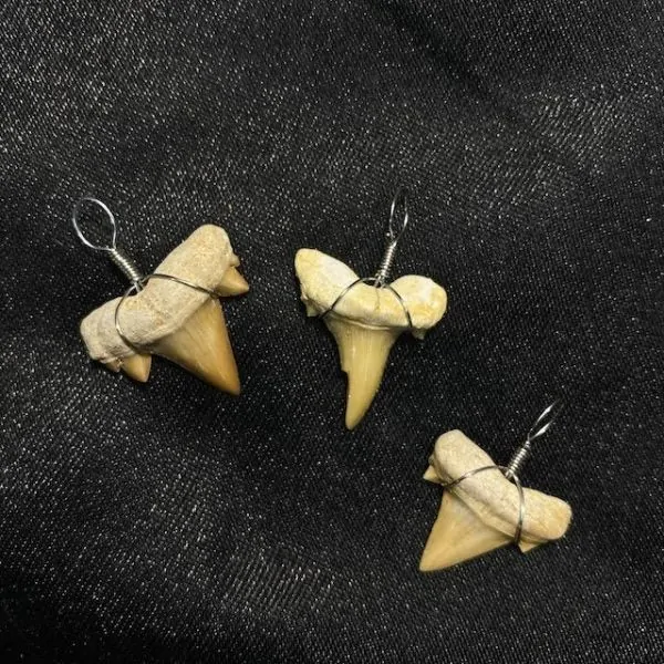 Pendentif Dents de Requin Fossilisées | Pendentifs en Minéraux | Dans les yeux de Gaïa