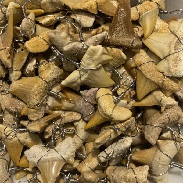 Pendentif Dents de Requin Fossilisées | Pendentifs en Minéraux | Dans les yeux de Gaïa