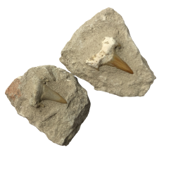 Dents de Requin Fossilisées