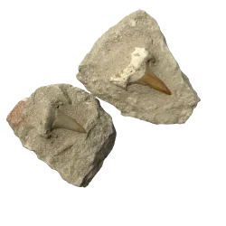 Dents de Requin Fossilisées
