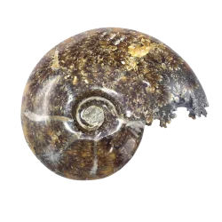 Fossile d'Ammonite