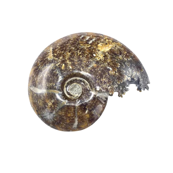 Fossile d'Ammonite | Minéraux de collection | Dans les yeux de Gaïa