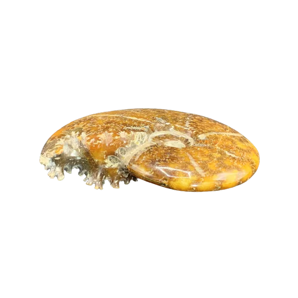 Fossile d'Ammonite | Minéraux de collection | Dans les yeux de Gaïa