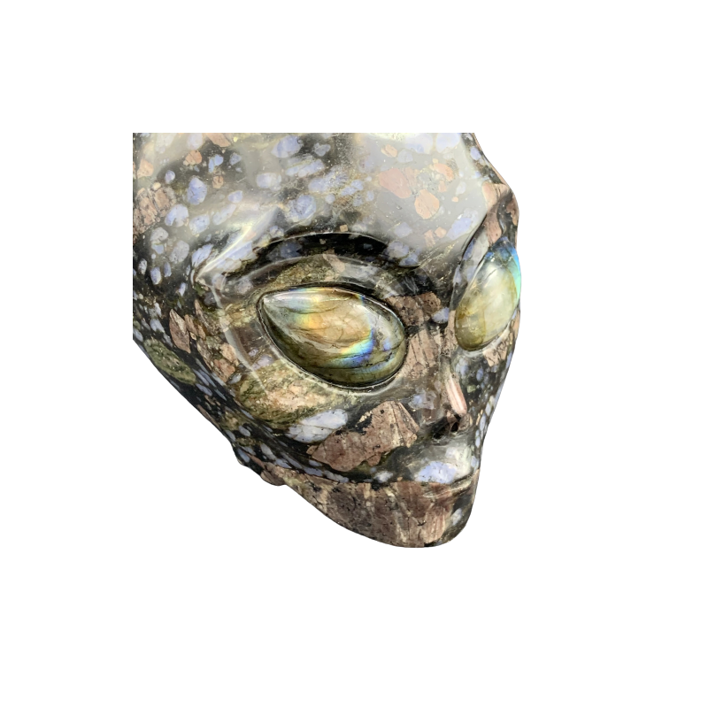 Crâne Alien - photos zoom profil droit | Dans les Yeux de Gaïa