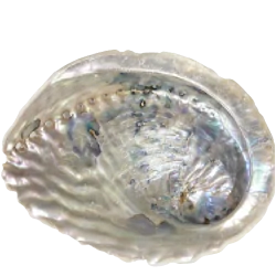 Coquille d'abalone - 1 | Dans les Yeux de Gaïa