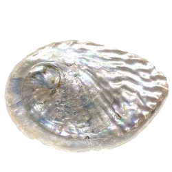 Coquille d'abalone