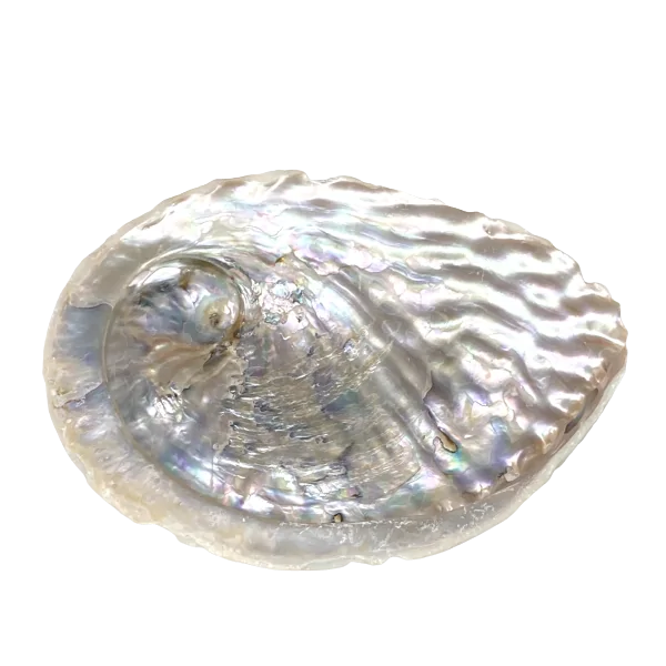 Coquille d'abalone - 2| Dans les Yeux de Gaïa