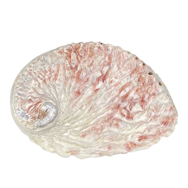 Coquille d'abalone - 3| Dans les Yeux de Gaïa