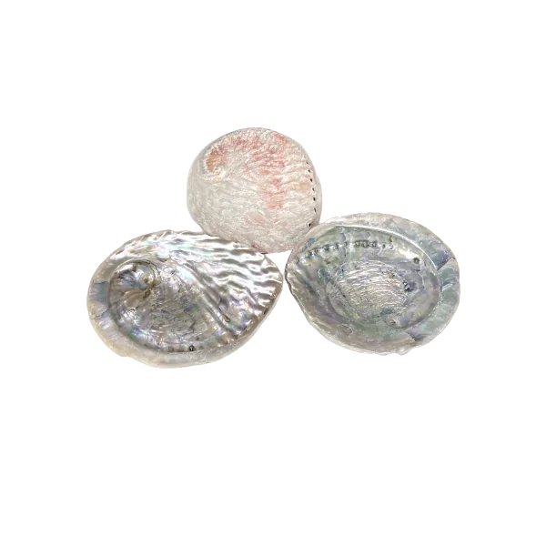 Coquille d'abalone - 4| Dans les Yeux de Gaïa