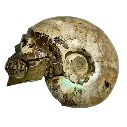crâne ammonite 1 | dans les yeux de Gaïa