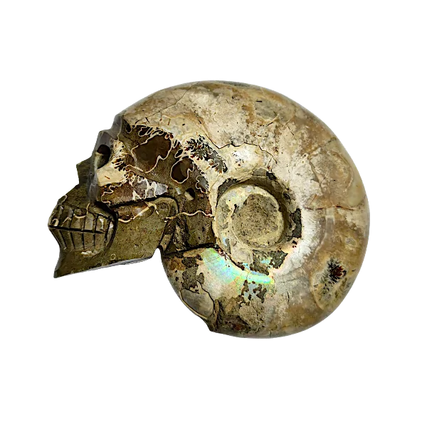 crâne ammonite 1 | dans les yeux de Gaïa