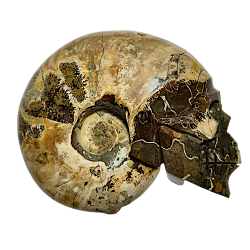 Crâne en ammonite