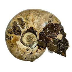 Crâne en ammonite CAM07