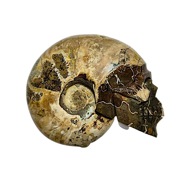 crâne ammonite 2 | dans les yeux de Gaïa