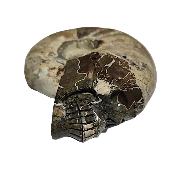 crâne ammonite 3 | dans les yeux de Gaïa
