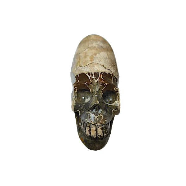 crâne ammonite 4 | dans les yeux de Gaïa