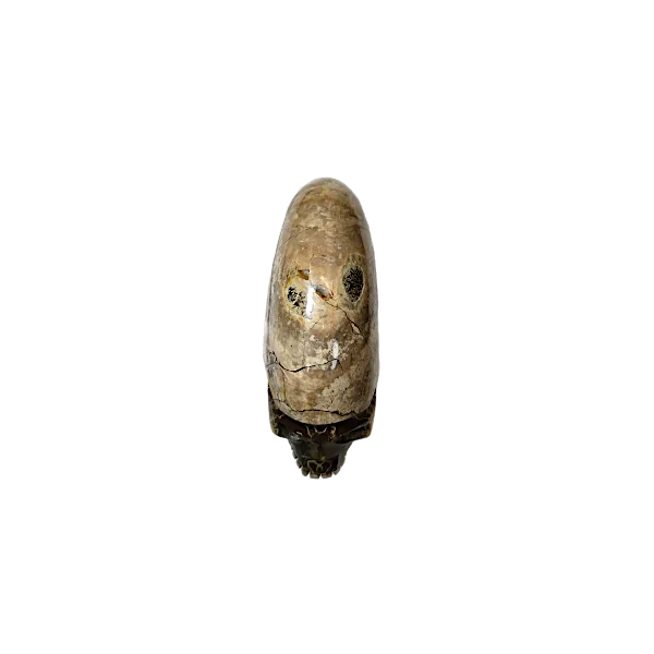 crâne ammonite 5 | dans les yeux de Gaïa