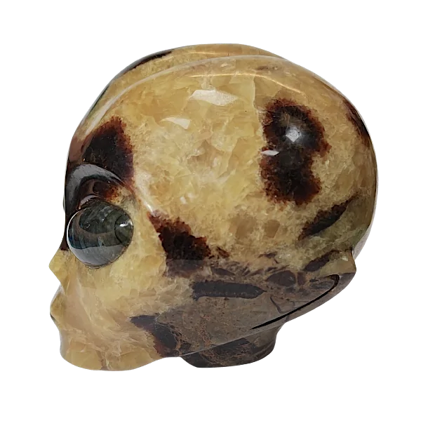 crâne alien septaria gauche | Dans les yeux de Gaïa