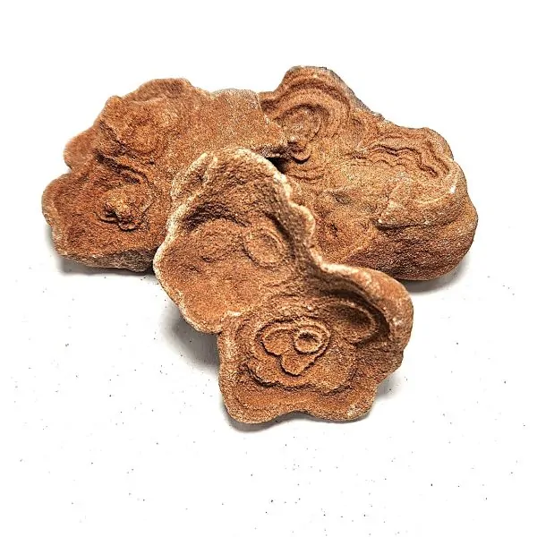 Stromatolite brute 2 | Dans les yeux de Gaïa