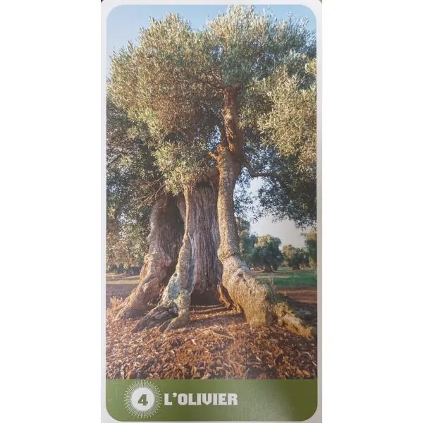Le tarot des arbres - L'olivier | Les Yeux de Gaïa